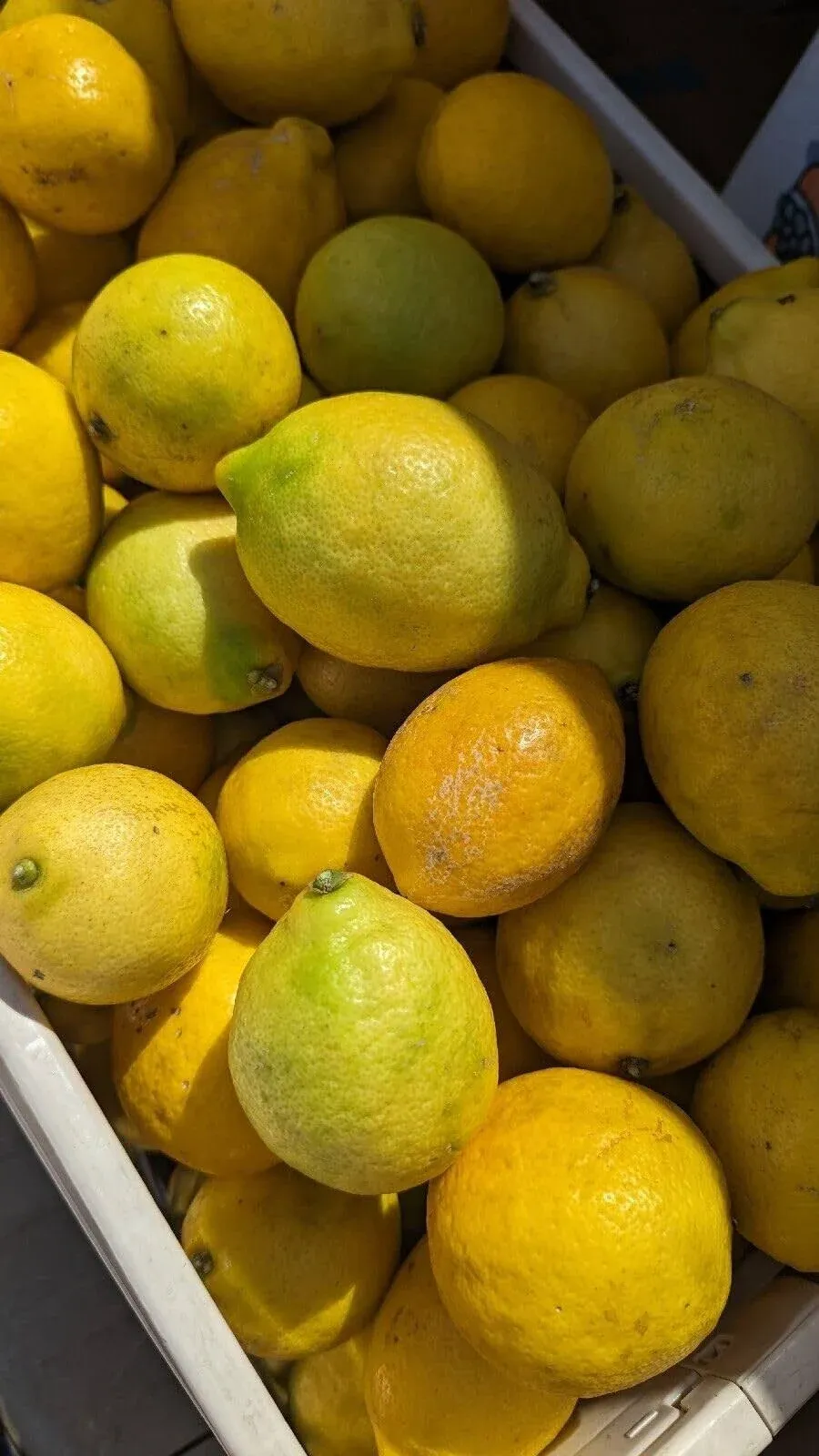 5 Pound Organic Lemons Freshly Harvested Temecula CA Non-GMO Unsprayed unwaxed