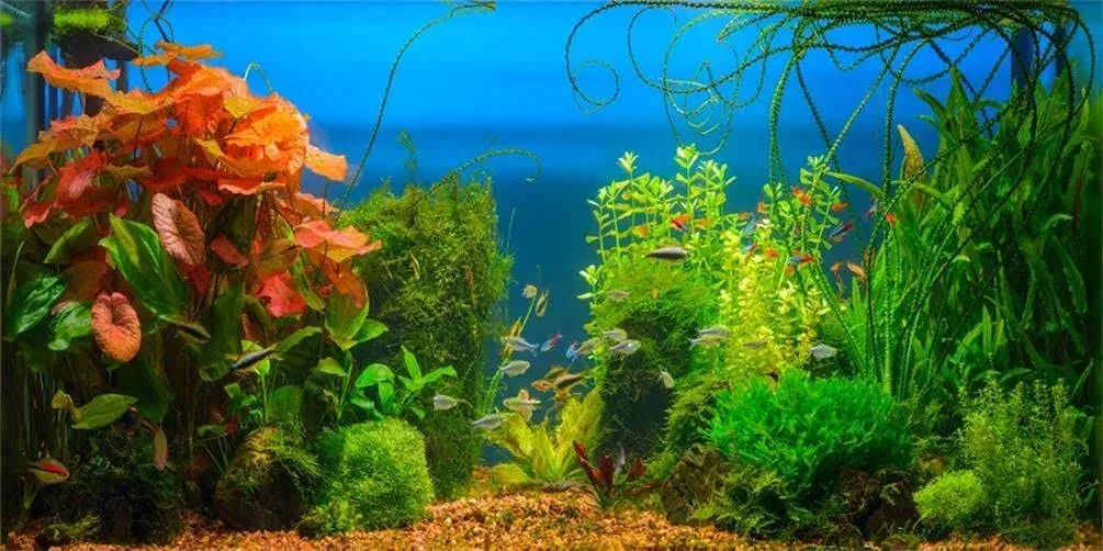 AOFOTO 6x3ft Aquarium Backdrop Decoration Blue Ocean Fish Deep Water Plants Seabed Scene Underwater Scene Background for Photography Kids Adults Birthday Party Events Photo Studio Props Vinyl