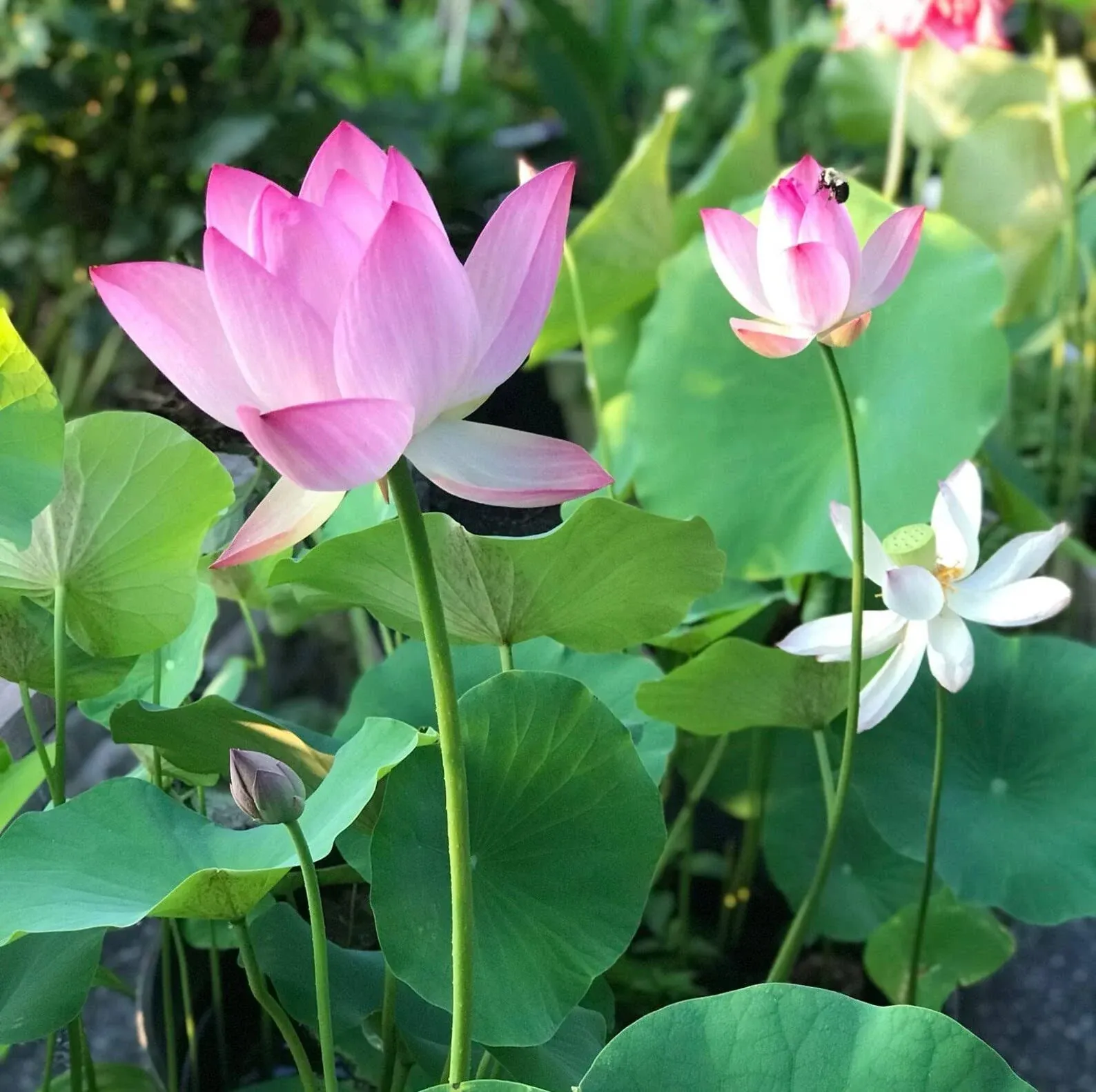 10pcs Mixed Pink, Red & Green Color Bowl Lotus Seeds for Planting Beautiful Water Plants for Indoor Bonsai, Outdoor Ponds and Gardens Water Lily Seeds