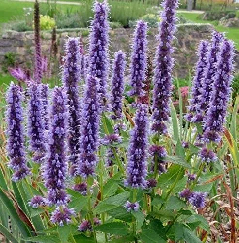 Purple Giant Hyssop