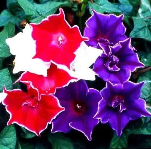 Morning Glory Seeds - Kikyo-zaki Morning Glory Flower Seed - 100 Seeds