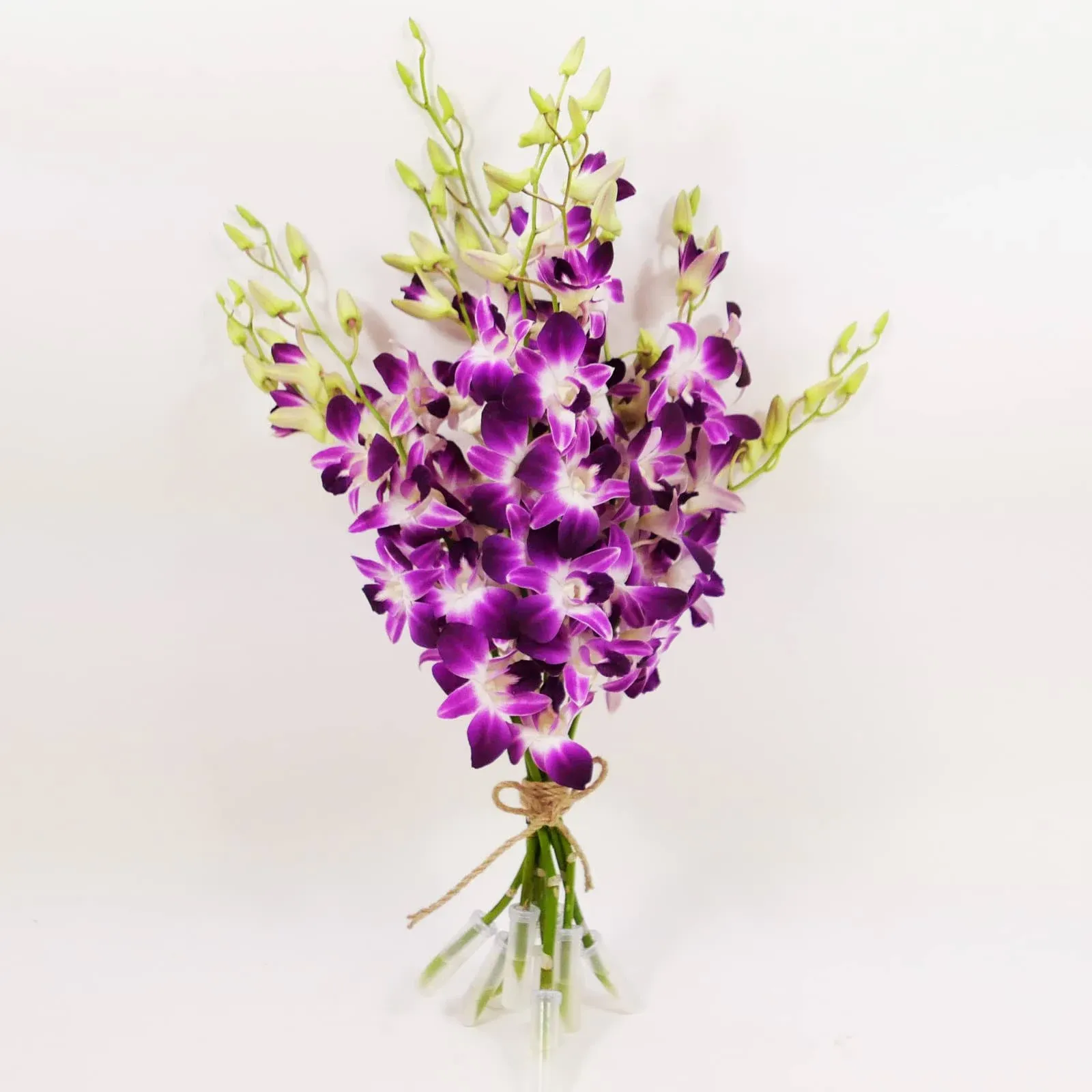 Athena’s Garden Fresh Cut Purple Orchids 10 Stems Sonia Dendrobium Orchids Flowers