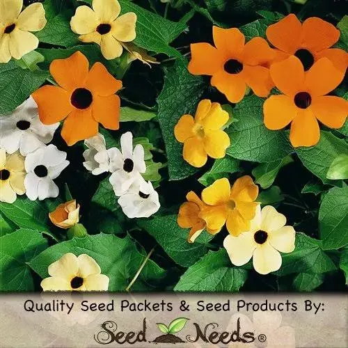 Seed Needs, Black Eyed Susan Vine Mix (Thunbergia Alata) Twin Pack of 100 Seeds