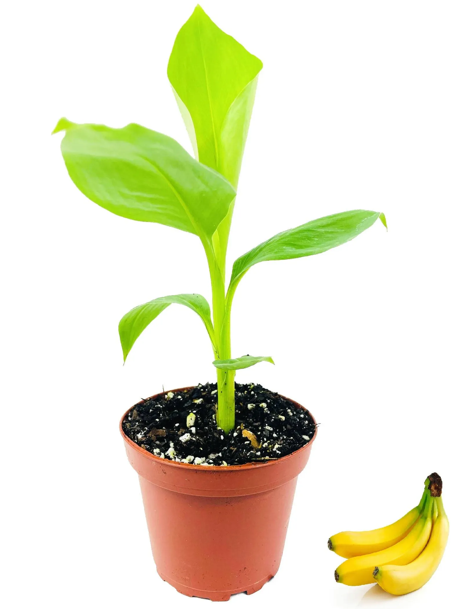 Banana Tree - Live Plant in A 4 inch Growers Pot - Grower's Choice Based Availability - Edible Fruit Bearing Tree for The Patio and Garden