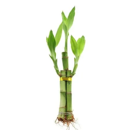 NW Wholesaler - 3 Stalk Live Lucky Bamboo Plant (1x - 6" Stalk, 2X - 4" Stalks) - Live Indoor Houseplants for Home Decor, Live Bamboo Plant, Indoor Low Light Plants, Feng Shui