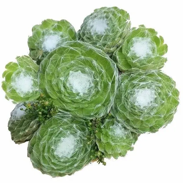 Succulents Box Sempervivum Cobweb Hens and Chicks