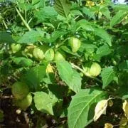 Outsidepride Cape Gooseberry Physalis Peruviana Goldenberry Plant - 1000 Seeds