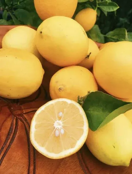 Kejora Fresh MEYER LEMONS - 4 lbs