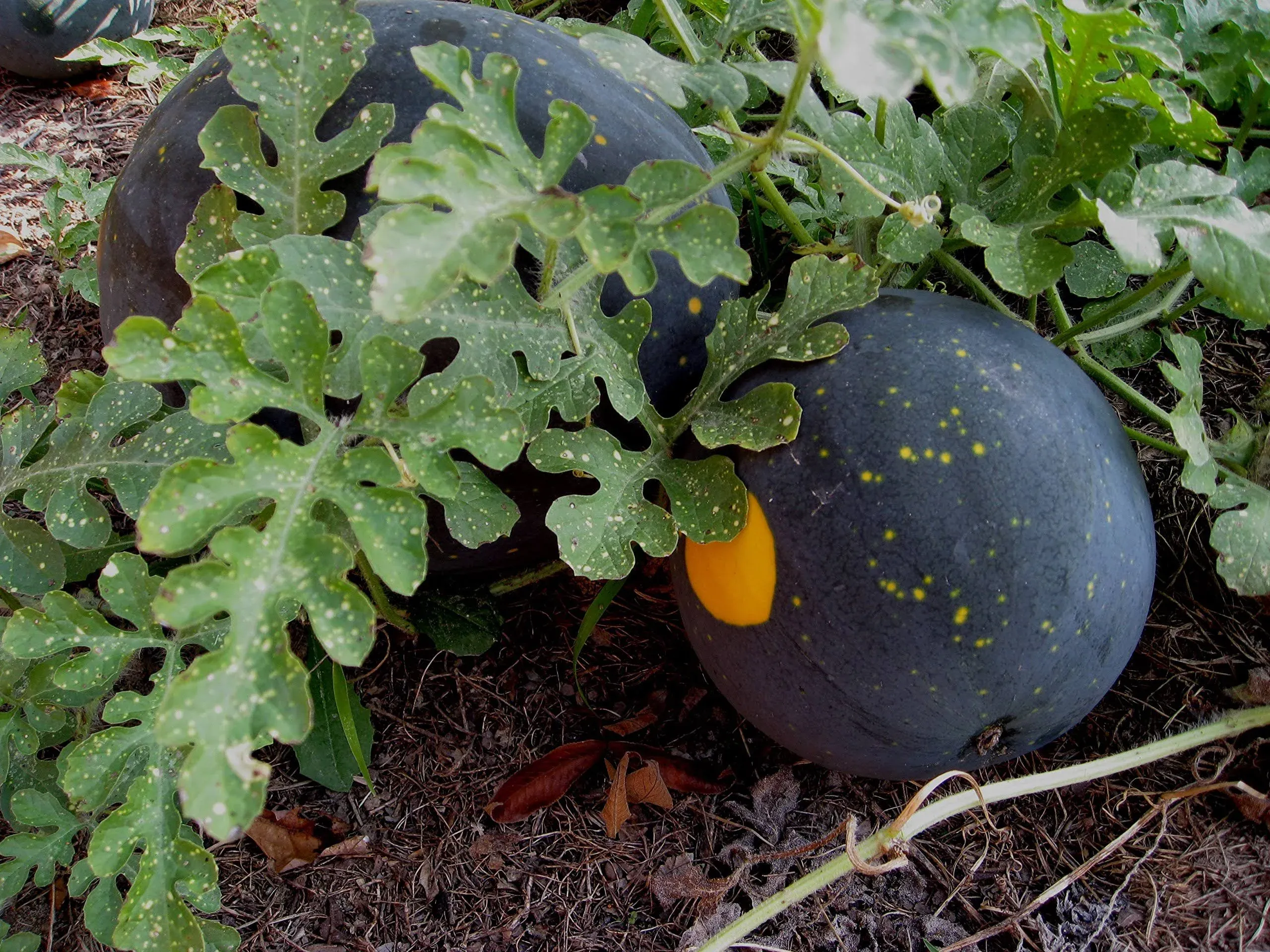 20 Heirlooms Moon and Stars Watermelon Seed by Stonysoil Seed Company..CERTIFIED ...