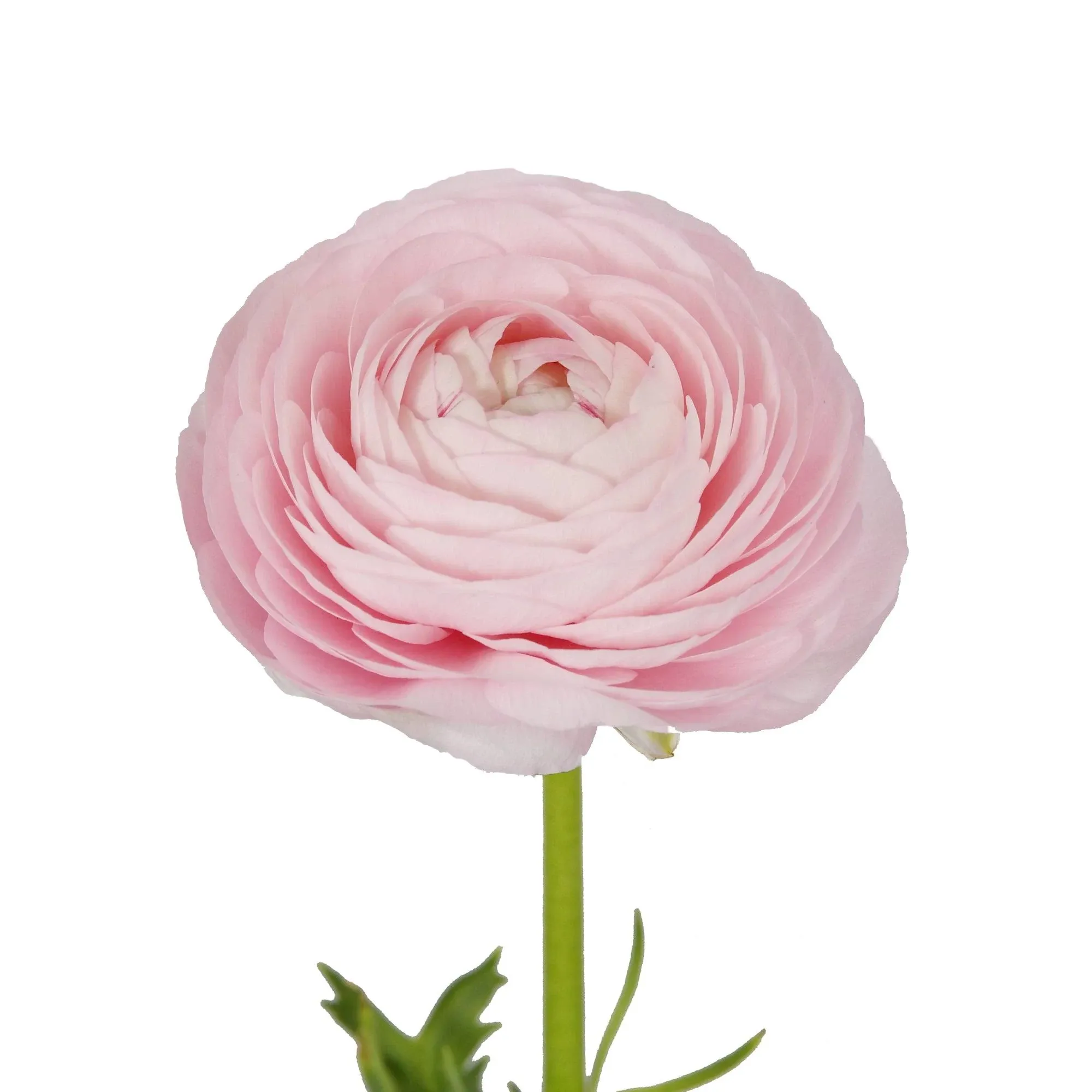 Bloomingmore Flowers, 300 Farm Fresh Light Pink Ranunculus