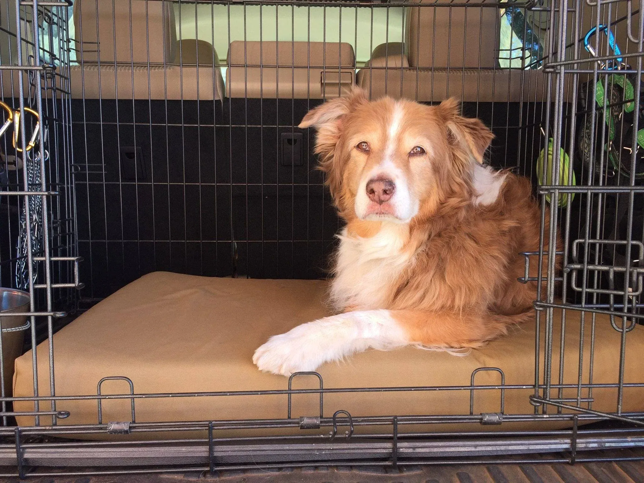 Orthopedic Dog Crate Bed | Big Barker