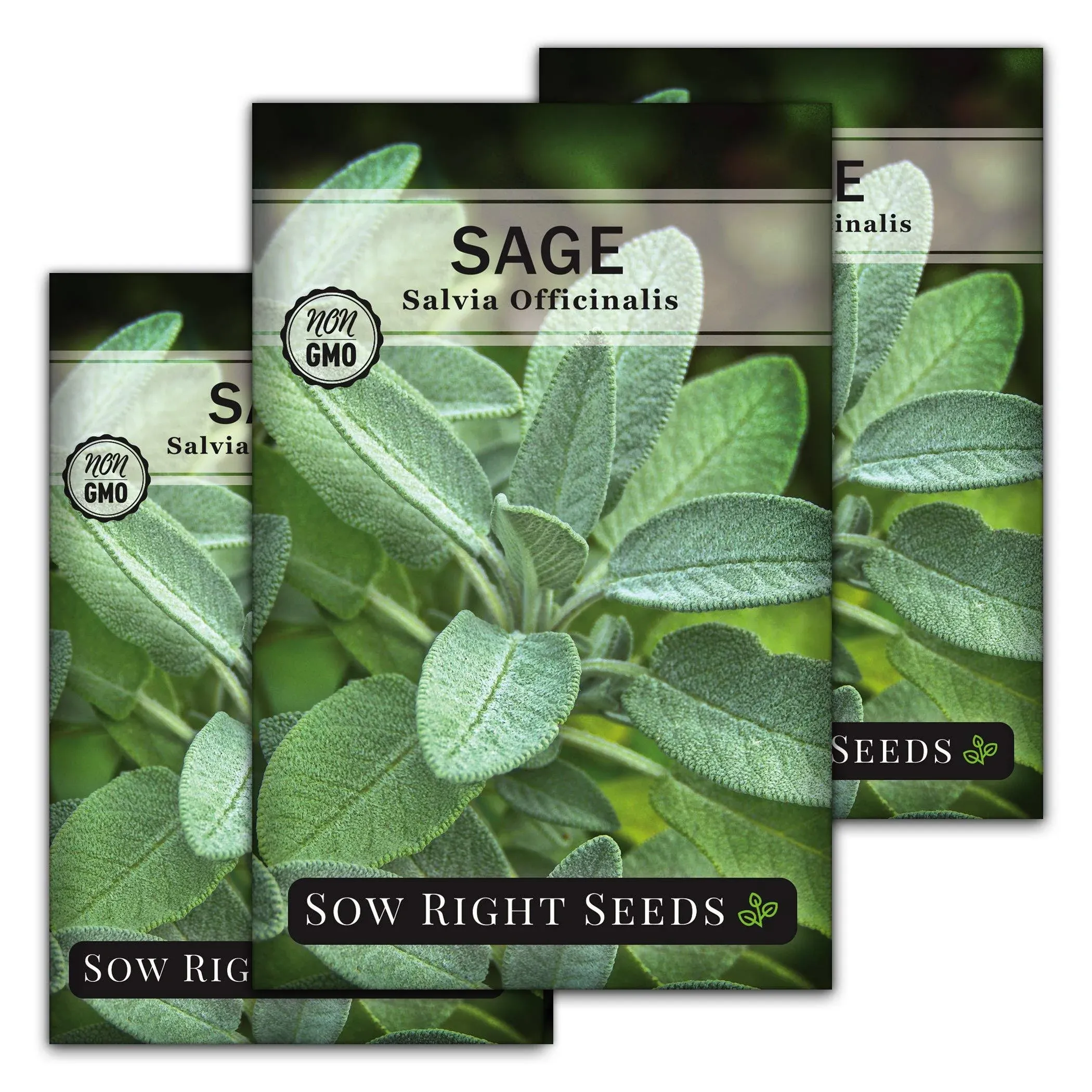 Sage Seeds for Planting - Non GMO Heirloom Varieties for Your Indoor or Outdoor ...