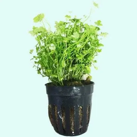 Dwarf Pennywort Japan Hydrocotyle Potted, Size: 3-5 Inches, Green