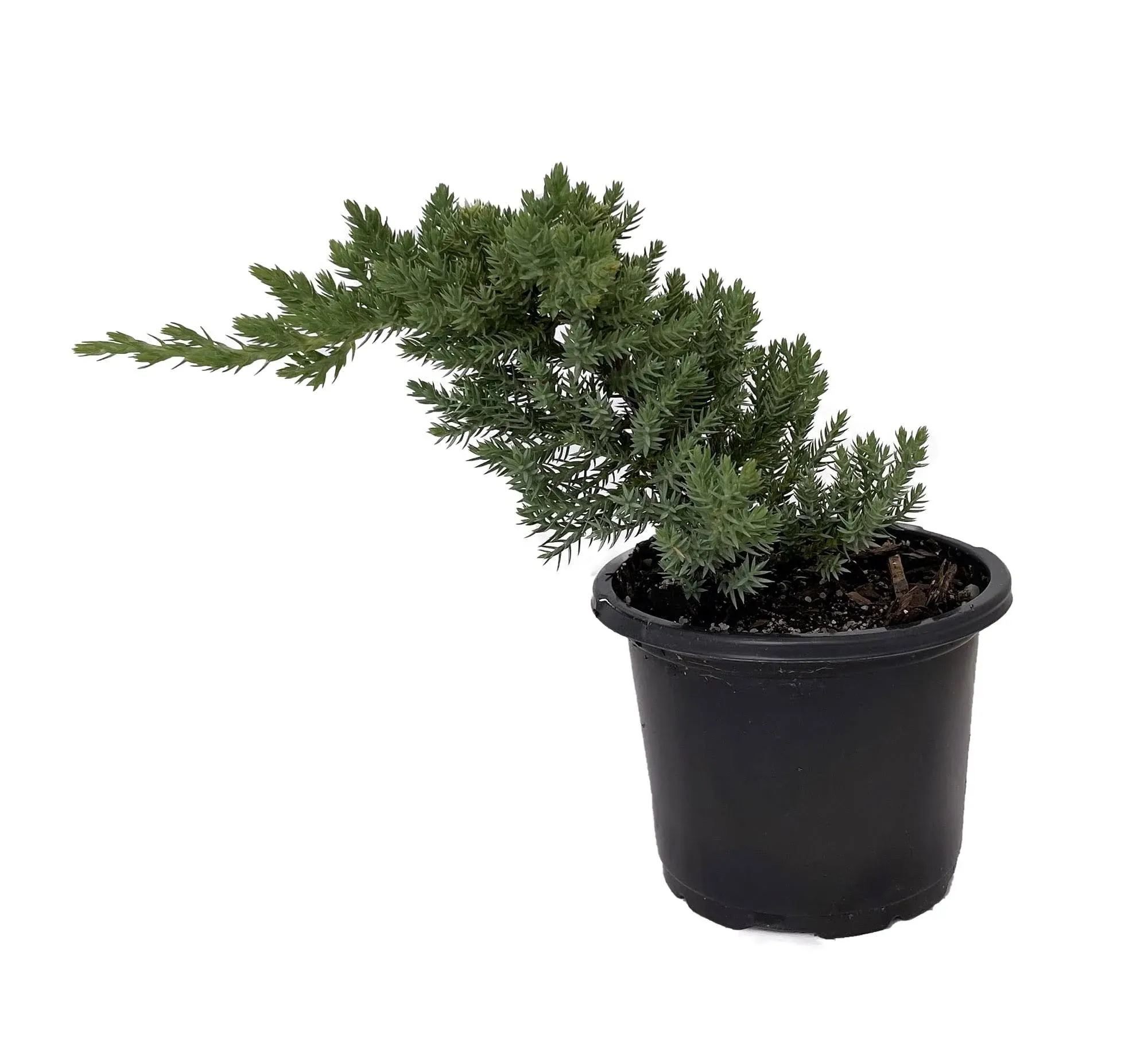 Hirt's Gardens Japanese Juniper Bonsai Starter Tree