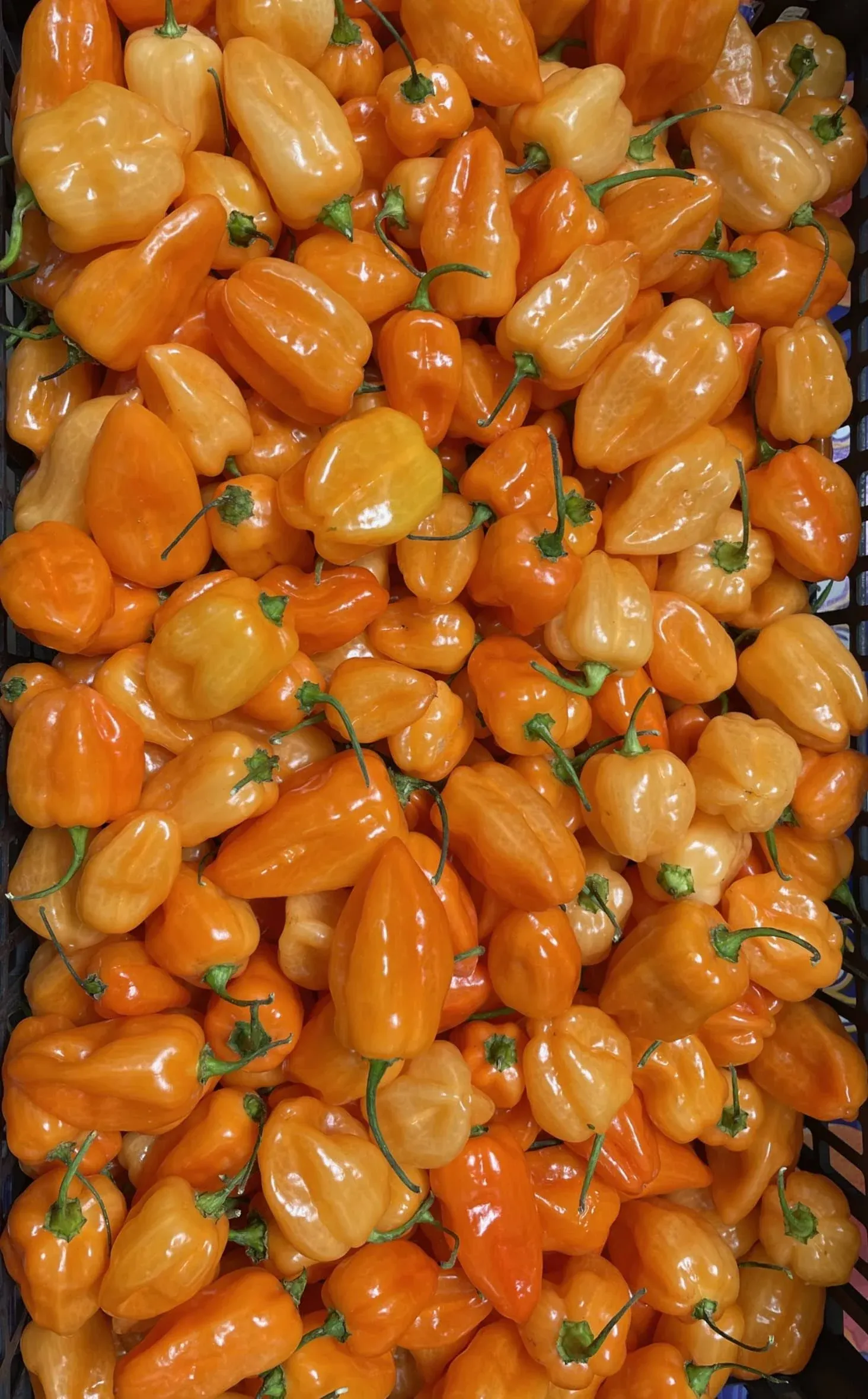 Kejora Fresh Habanero Chili Peppers - 2 lbs