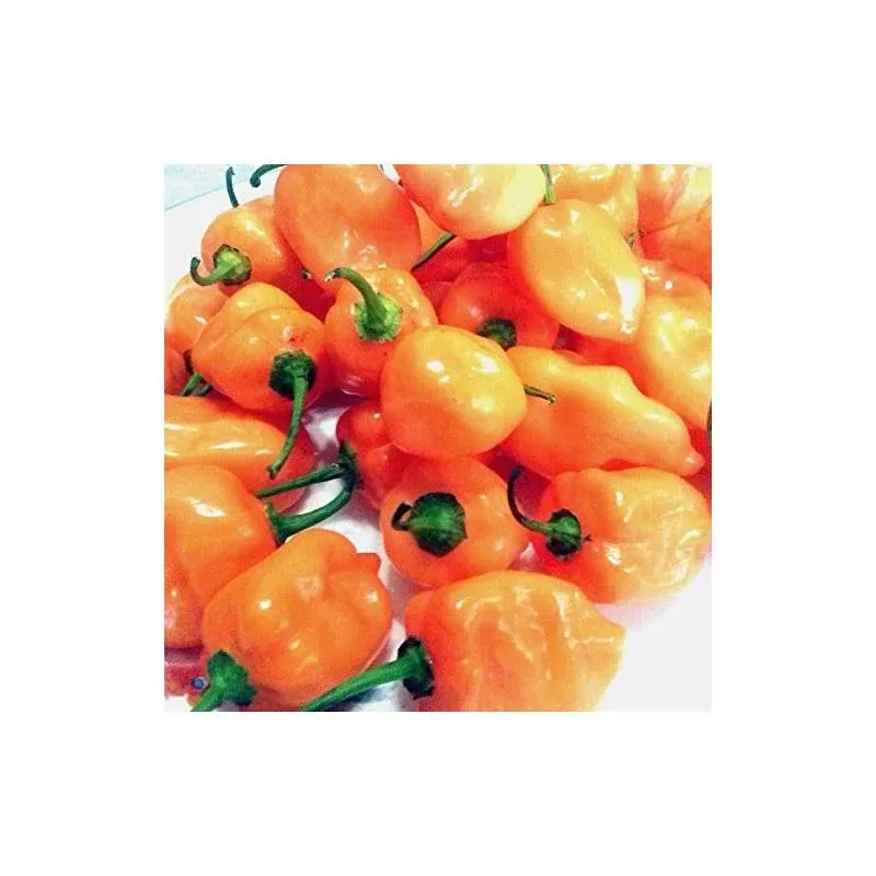 Fresh Habanero Chili Peppers (32 oz. ( 2 lb.))