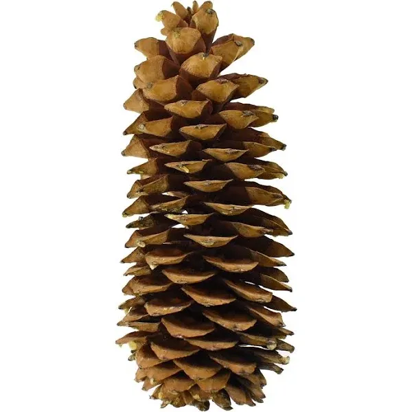 Dried Natural Sugar Pine Cone, Natural, Size: One Size