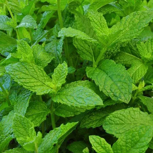 Clovers Garden Mojito Mint Herb Plants- Two (2) Live Plants - Non-GMO - Not Seeds -Each 4"-8" Tall- in 4 inch Pots, Summer Favorite