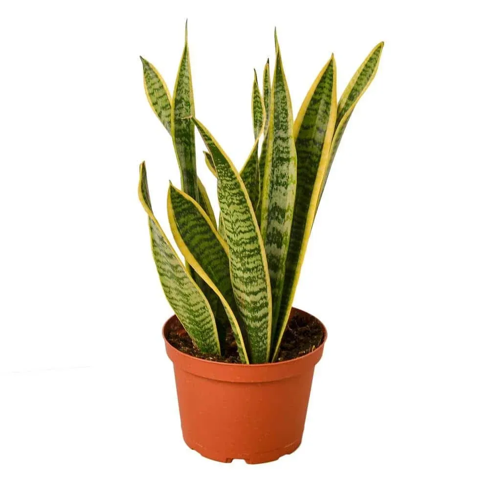 Snake Plant Laurentii