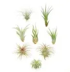 Shop Succulents Assorted Air Plant (Collection of 8)