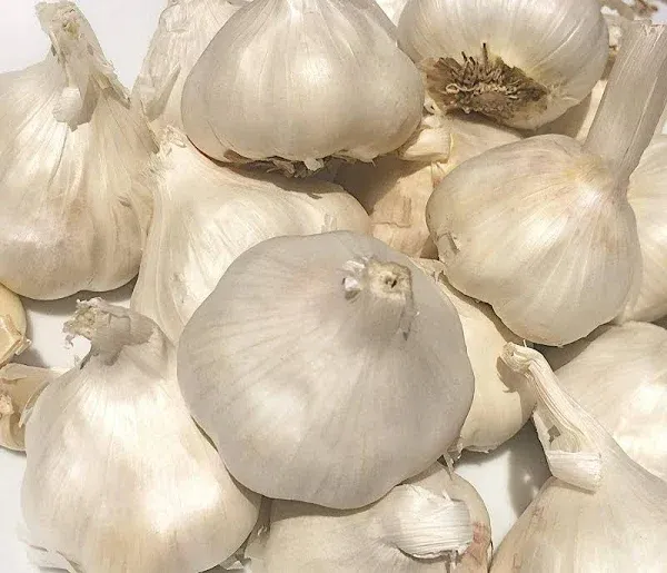 Kejora Fresh Naturally Grown Garlic Bulbs for Planting or Cooking