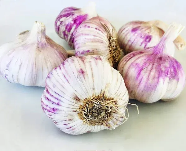 Kejora Organic Garlic For Planting or Cooking