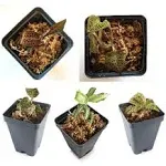 Bloomify Jewel Orchid Collection, Bundle of Five Jewel Orchids (30 DAYS Healthy Plant Guarantee)