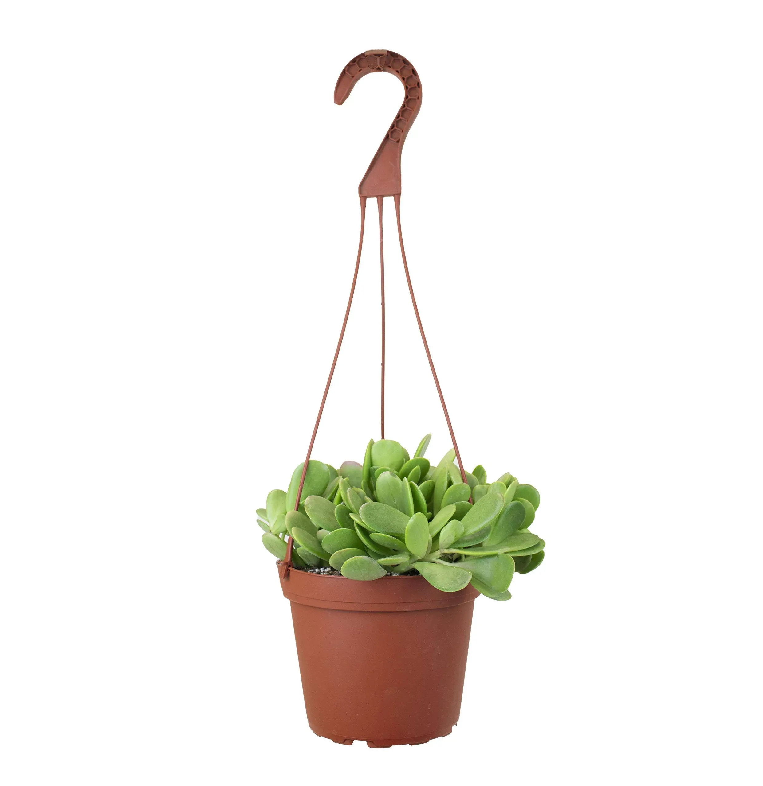 Shop Succulents 6 in. Senecio Jacobsenii Trailing Jade Oval-shaped Leaves ...