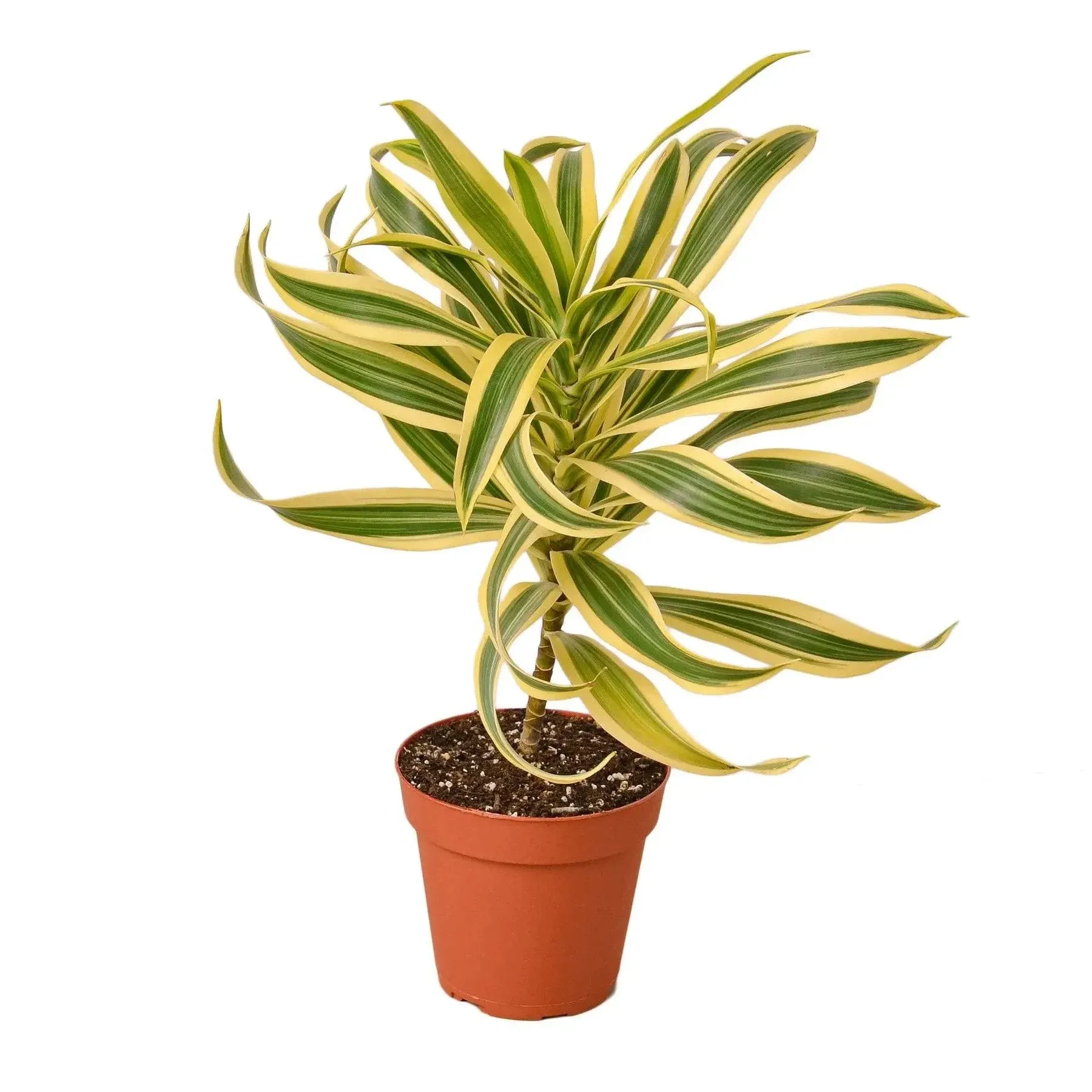 Dracaena Song of India - 4" Pot House Plant Shop