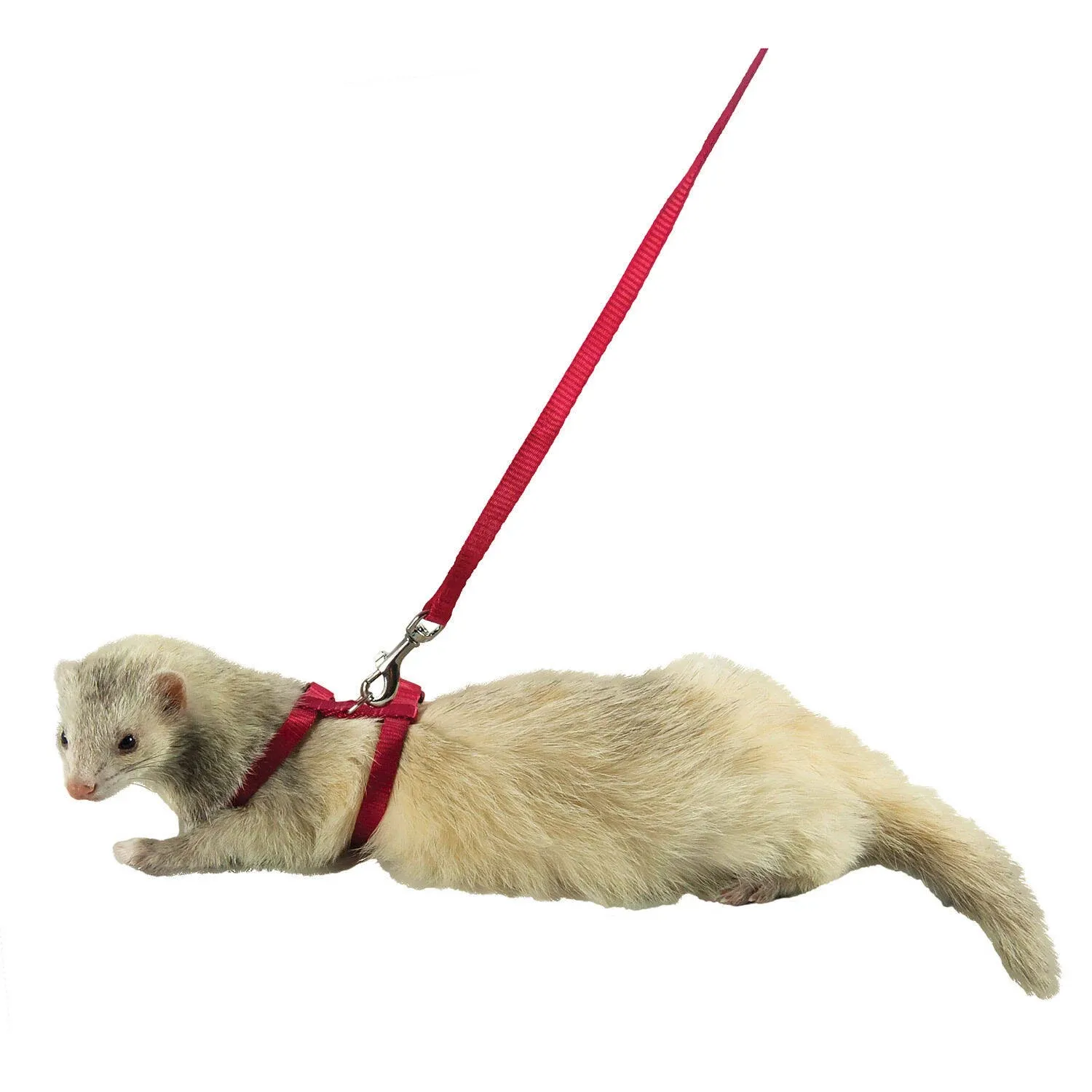 Marshall Ferret Harness Lead and Red