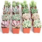 Shop Succulents Pastel Succulent Plant Pack Bulk Collection - Live Mini Succulent ...