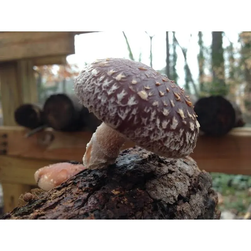 12" Shiitake Mushroom Log Grow Your Own Amazing Edible Mushrooms