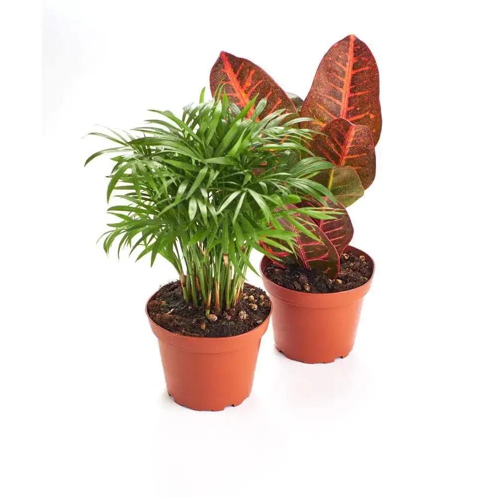 Home Botanicals Air Purifying Pack 4" House Plant Collection of 2