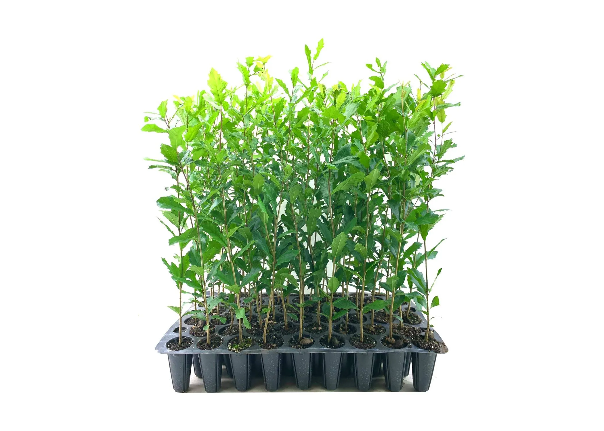 Southern Live Oak Tree | Quercus Virginiana | 20 Live Plants | Durable Picturesque Shade Tree | Dark Green Foliage