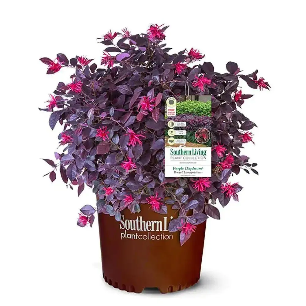 SOUTHERN LIVING Purple Daydream Dwarf Loropetalum