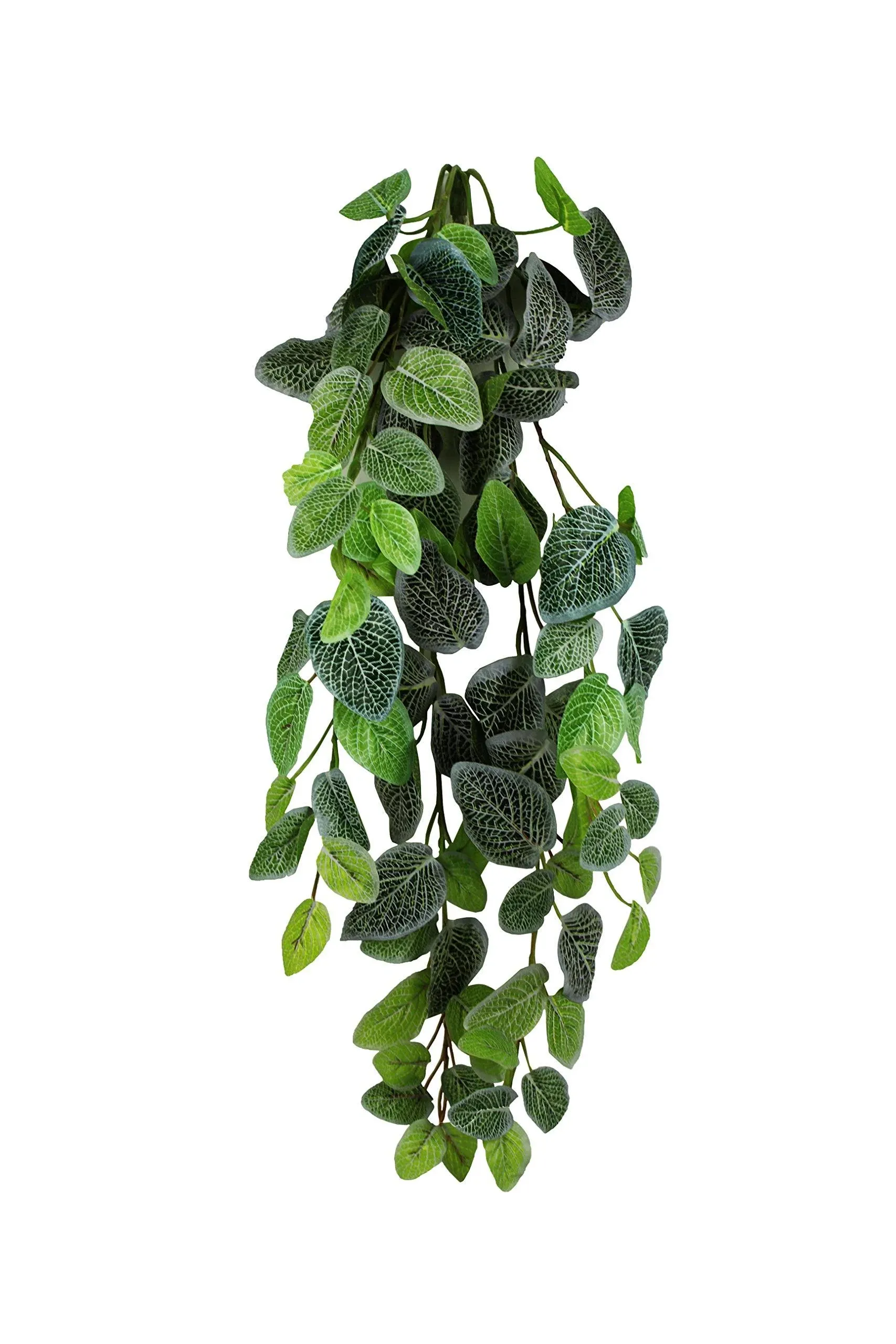 Pangea Fittonia Hanging Bush 24"