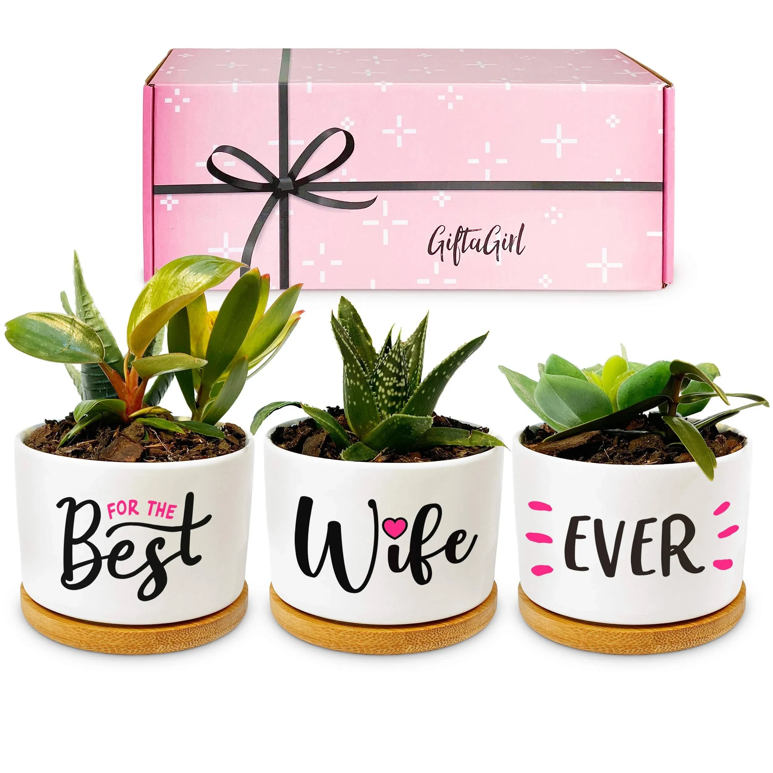 GIFTAGIRL, Set of 3 Cute Succulent Planters, Pink, Ideal for Indoor Display, Great Gift Idea