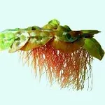 BUY 2 GET 1 FREE Red Root Floater (Phyllanthus Fluitans) Live Aquarium Plants