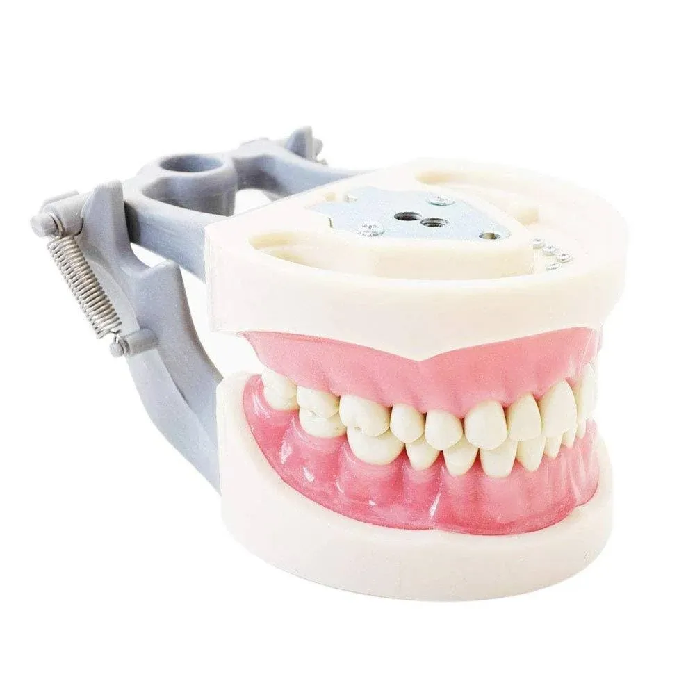 Dental Typodont Teeth Model 200 Type Kilgore Nissin Removable Teeth Suitable for Dental Students Practice Operation and Teaching Demonstration