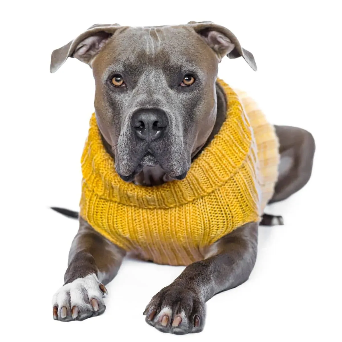 Zoo Snoods Yellow Sweater for Dogs and Cats - for Winter, Christmas, New Year, Thanksgiving, Keep Warm Jacket (Medium)