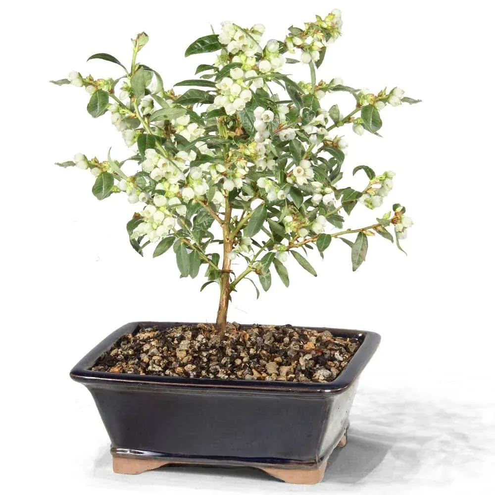 Brussel's Bonsai Live Dwarf Blueberry Bonsai Tree - Small, 4 Years, 6 to 8 Inches Tall - Outdoor Live Bonsai Tree with Ceramic Bonsai Pot